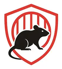 Why rats appear after heavy rain